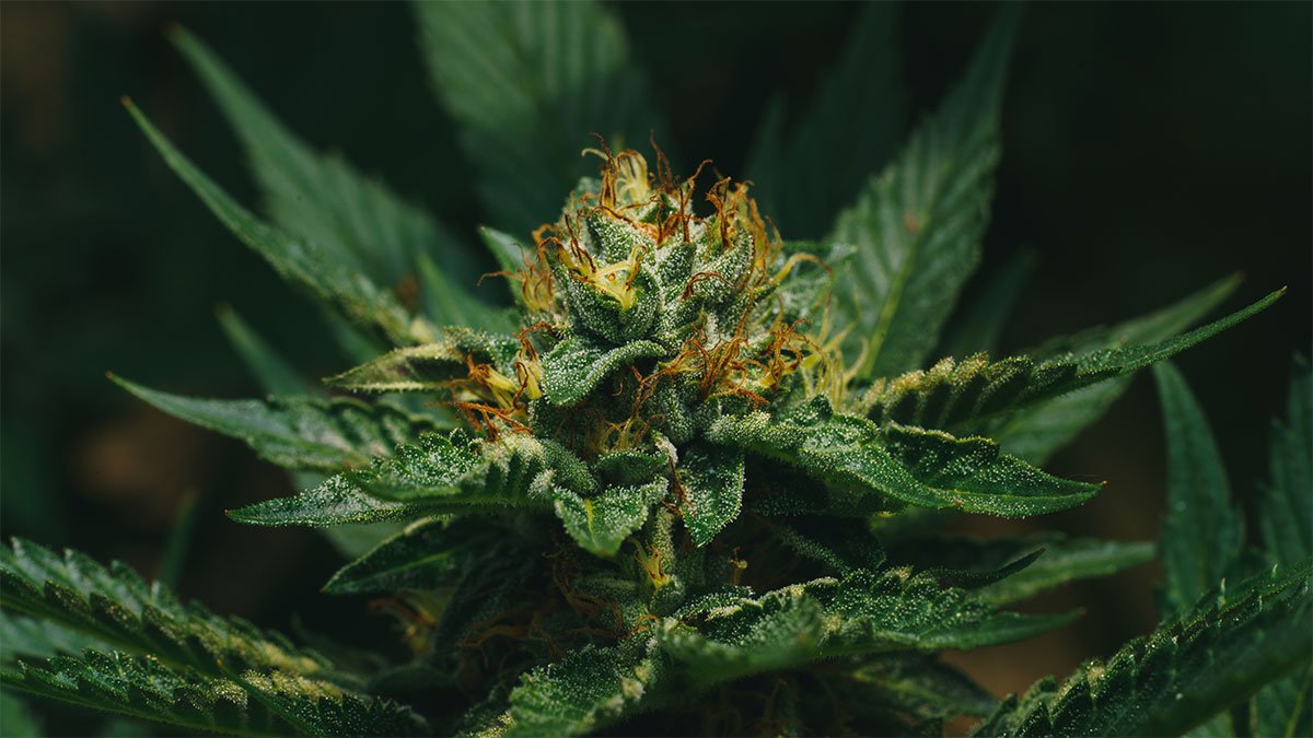 Cannabis Bud - Treetop Hemp Co.
